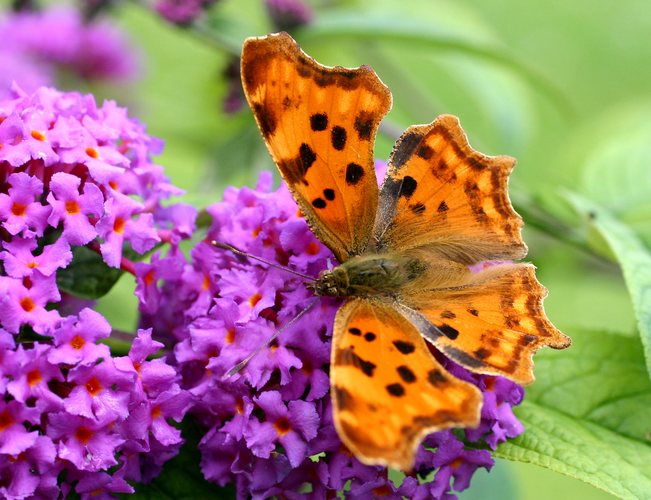 Noch ein Schmetterling