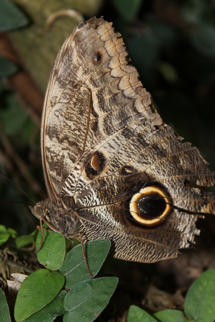 noch ein Schmetterling