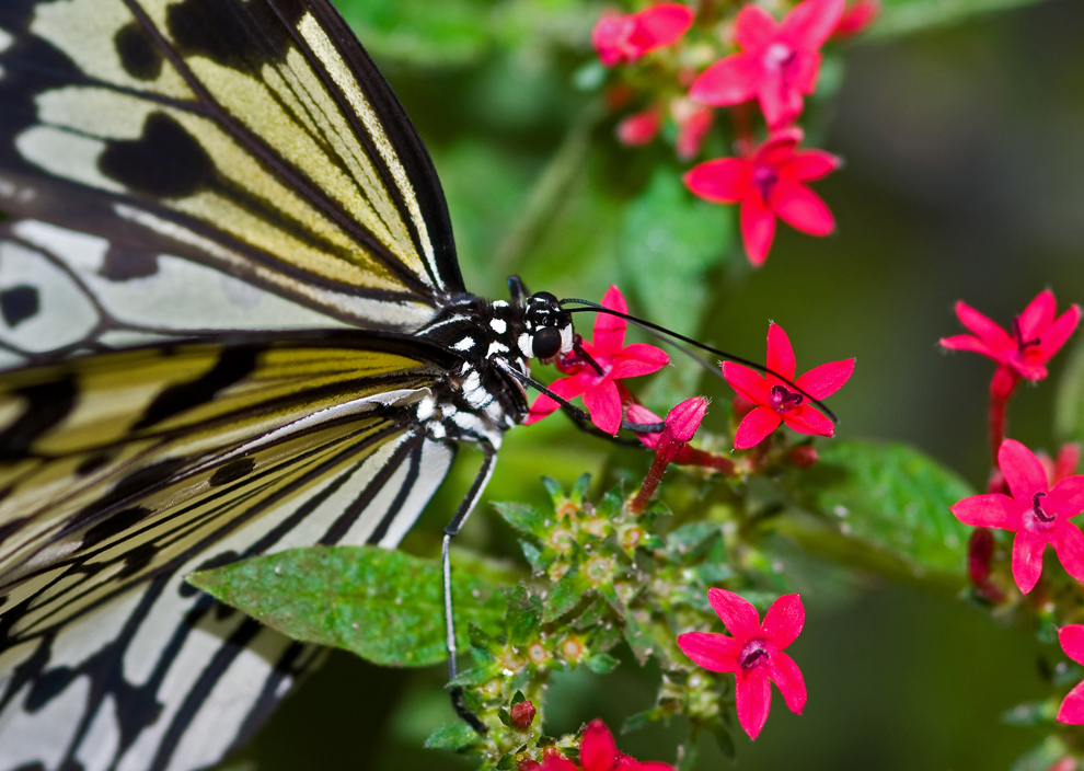 Noch ein Schmetterling