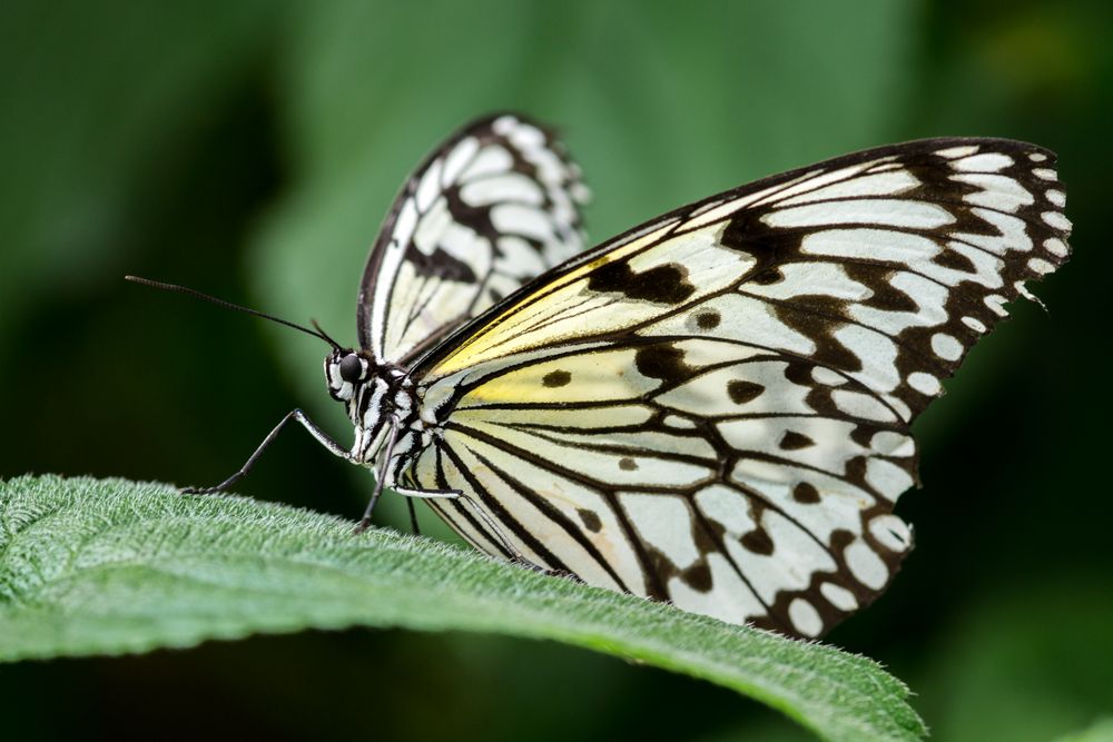 Noch ein Schmetterling