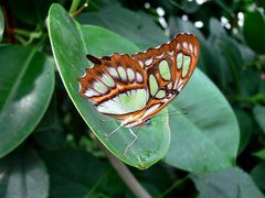 Noch ein Schmetterling