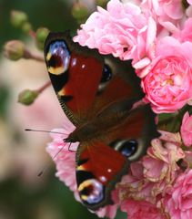 noch ein Schmetterling