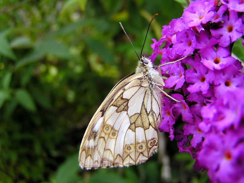 Noch ein Schmetterling...