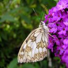 Noch ein Schmetterling...