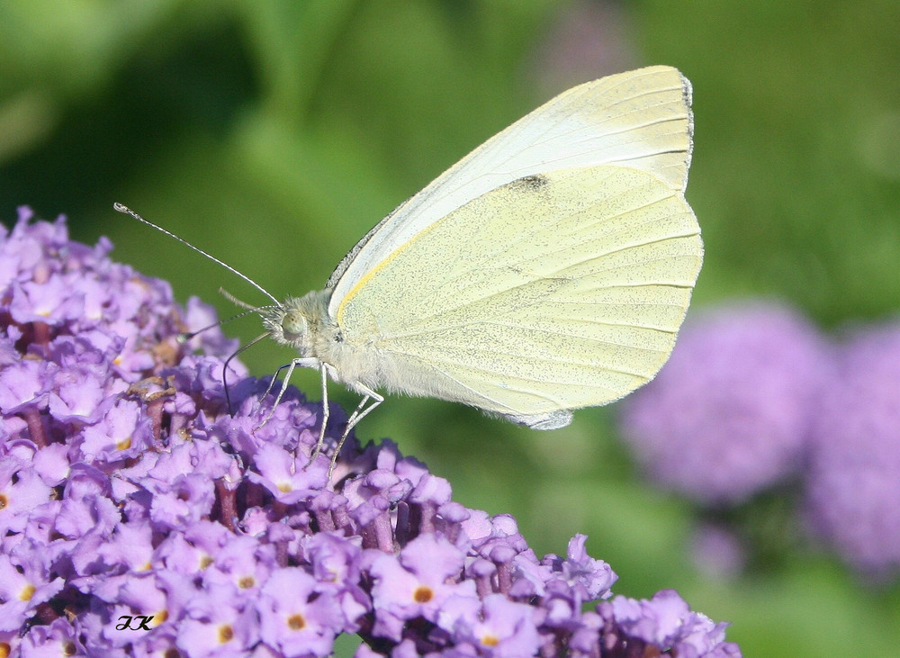 noch ein Schmetterling