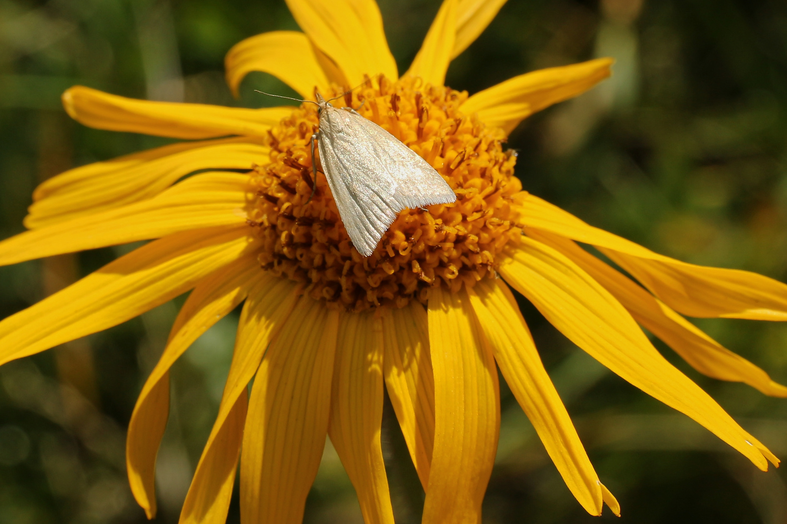 Noch ein Schmetterling auf Arnika (2017_07_13_EOS 100D_2295_ji)