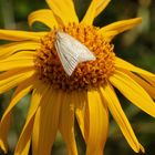 Noch ein Schmetterling auf Arnika (2017_07_13_EOS 100D_2295_ji)