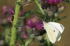 Noch ein Schmetterling auf einer Distel