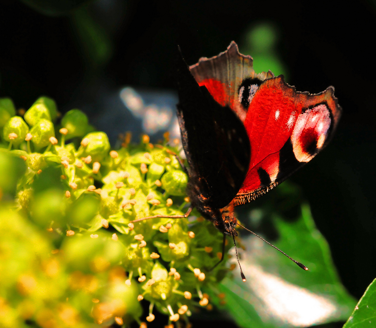 ... noch ein Schmetterling