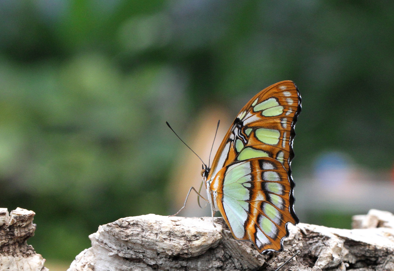 Noch ein Schmetterling