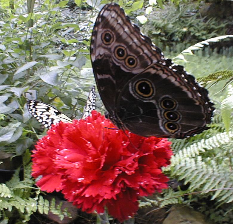 Noch ein Schmetterling im Schmetterlingspark(Alaris) (1)