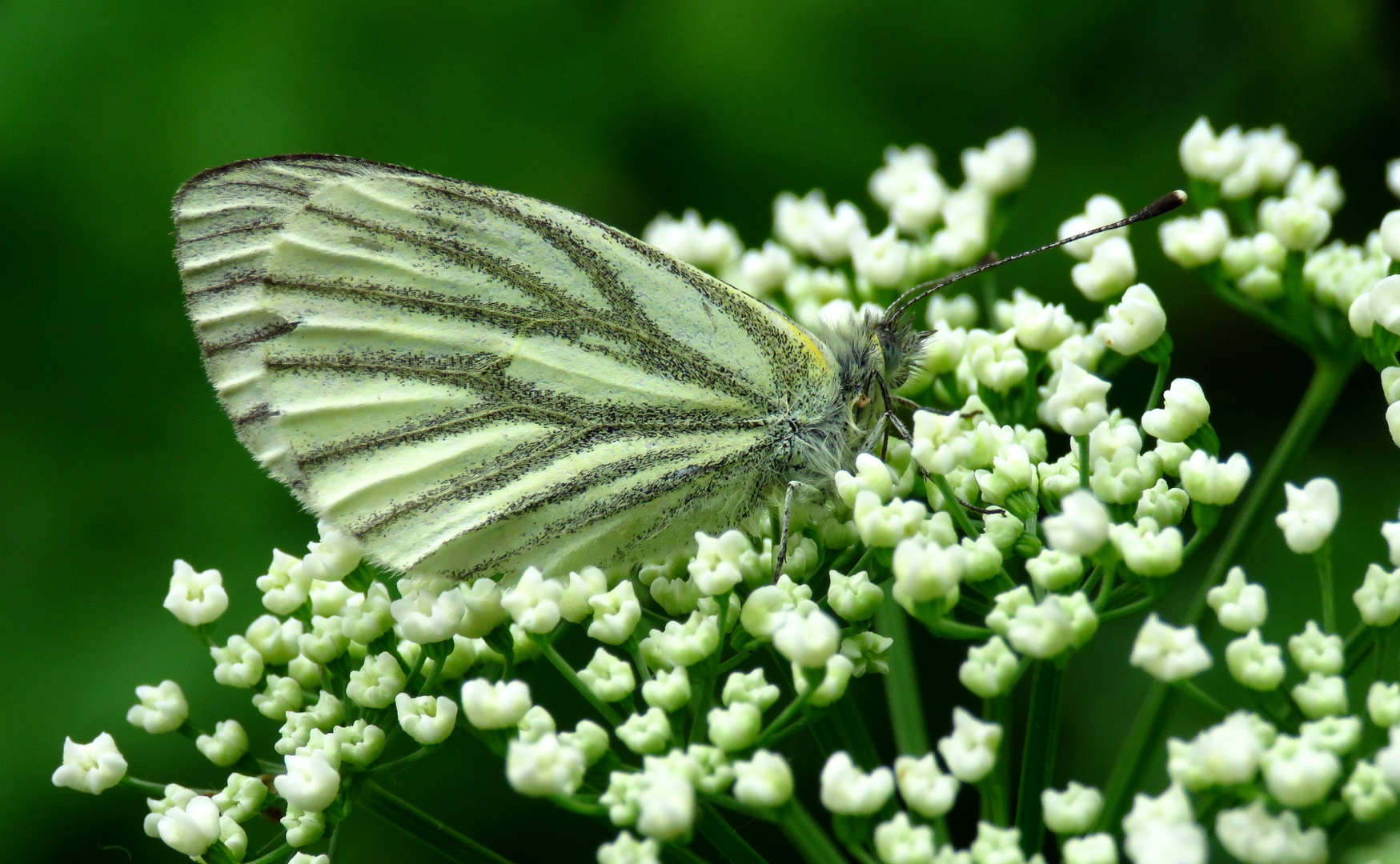 Noch ein Schmetterling vom letzten Sommer