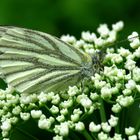 Noch ein Schmetterling vom letzten Sommer