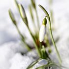 Noch ein Schnee-Schneeglöckchen