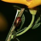 Noch ein schöner Blattkäfer (Familie Chrysomelidae)!