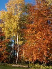 noch ein schöner Herbsttag im November