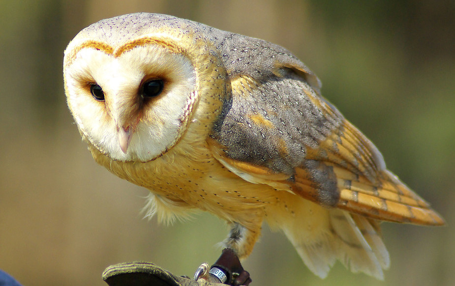 Noch ein schöner Vogel ....