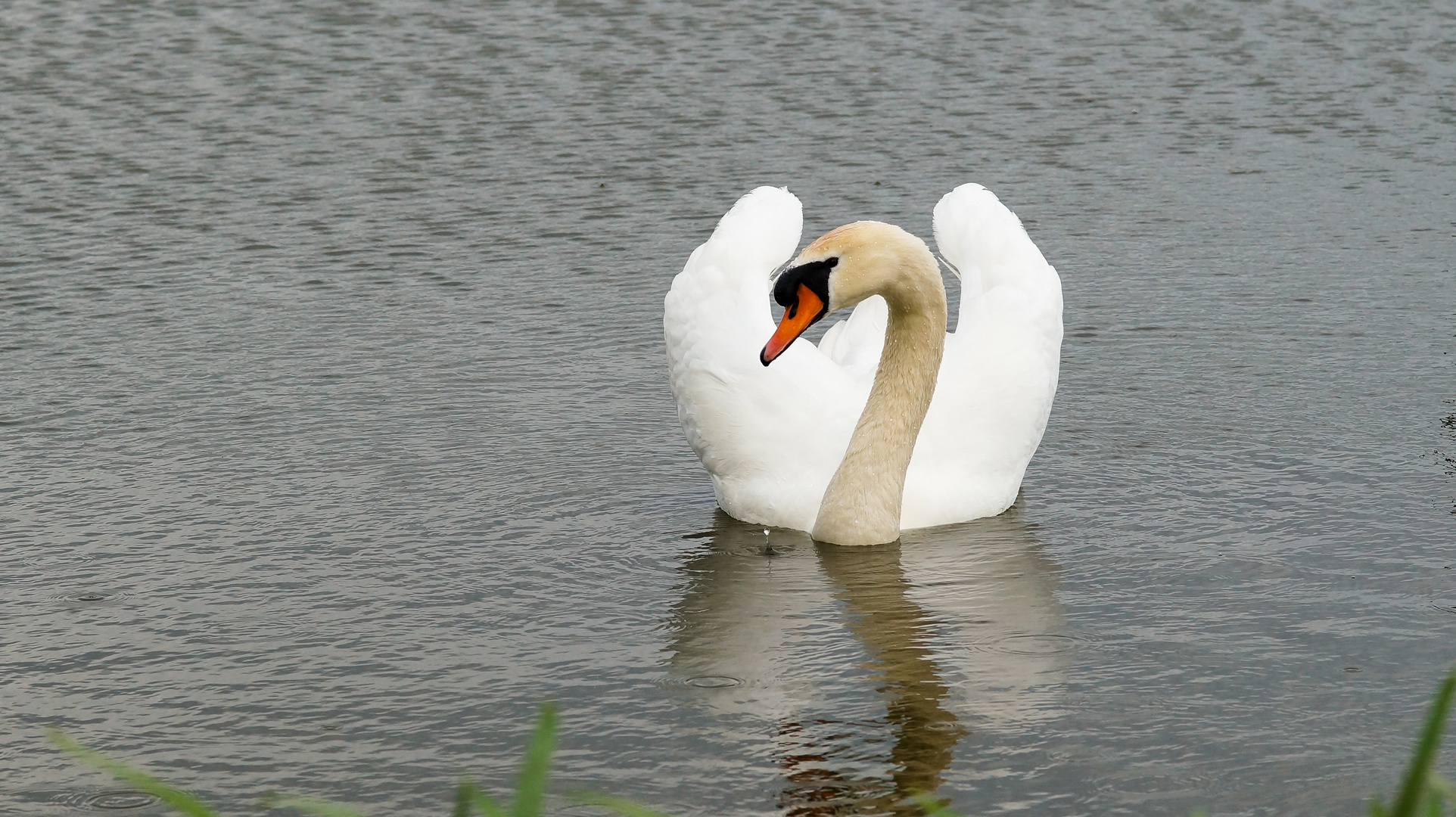 noch ein Schwan