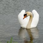 noch ein Schwan