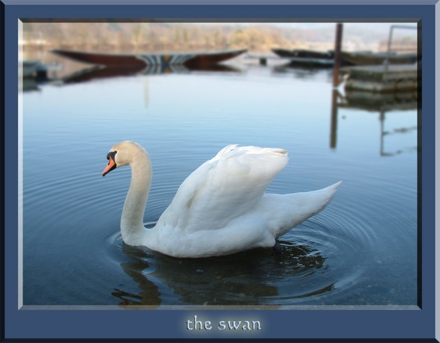 noch ein Schwan