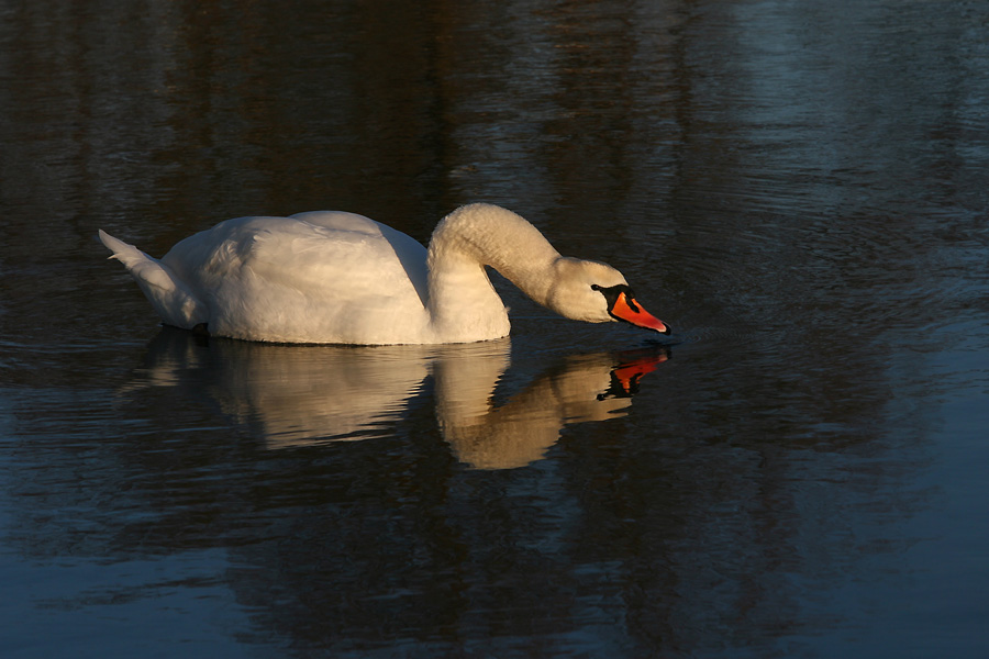 Noch ein Schwan