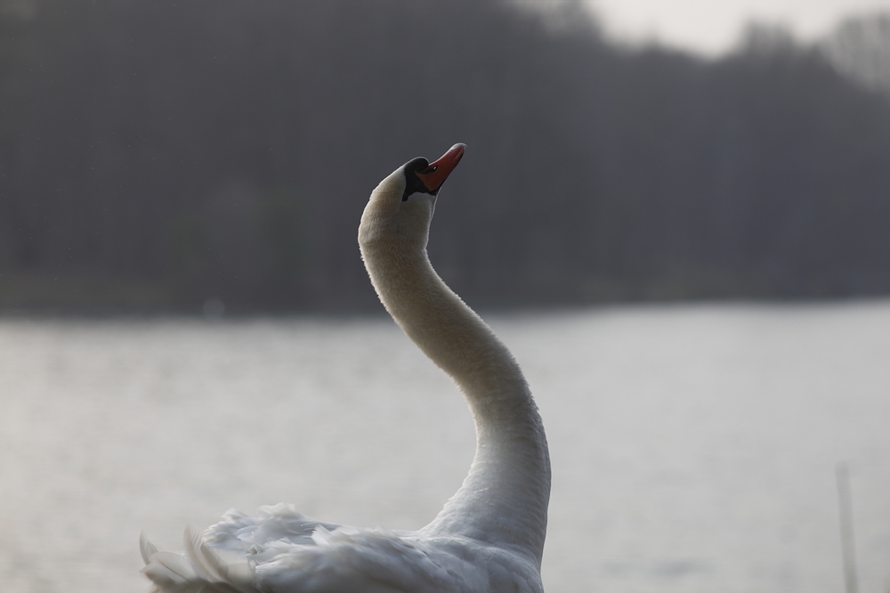 noch ein Schwan