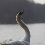 noch ein Schwan