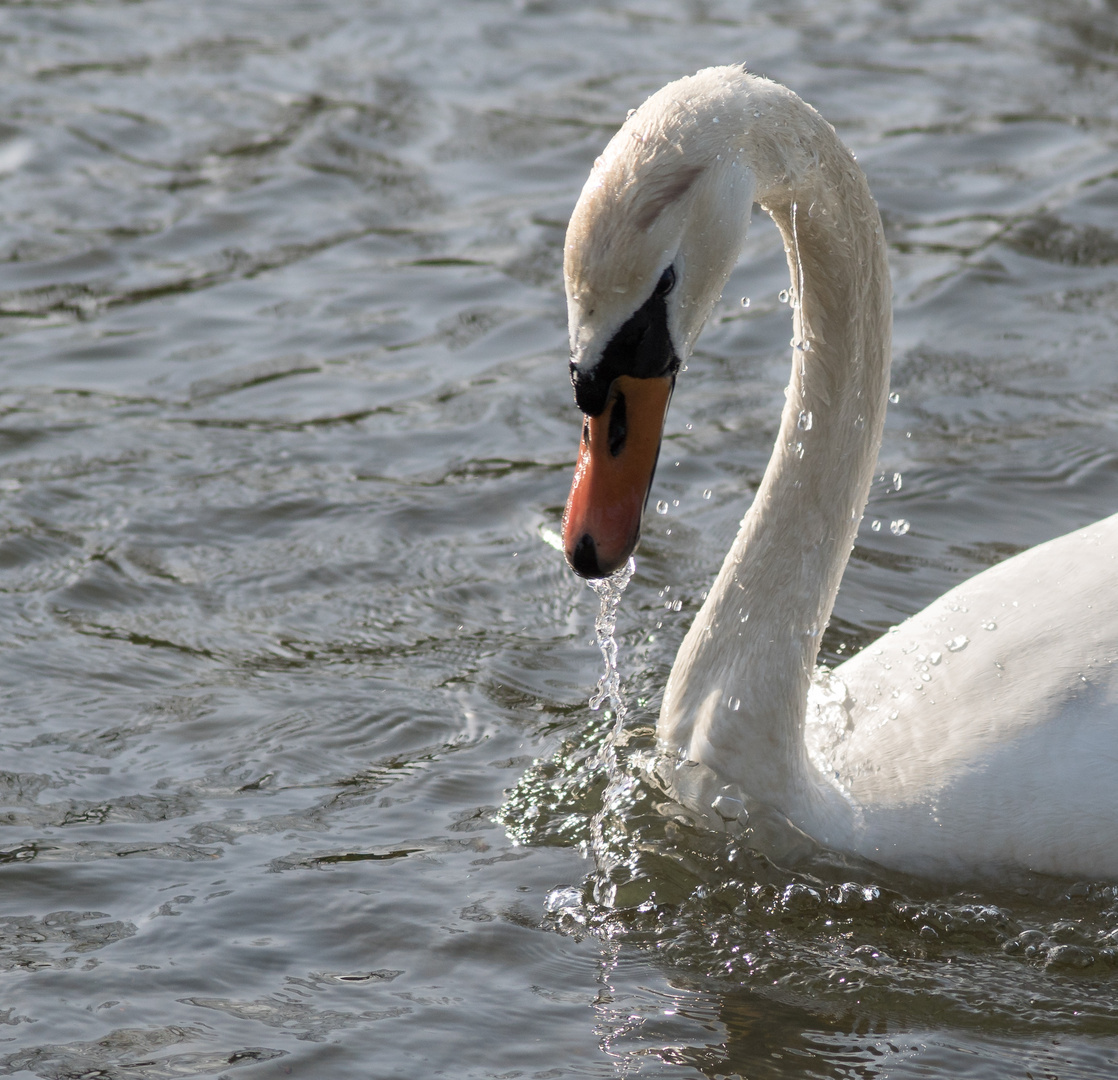 Noch ein Schwan