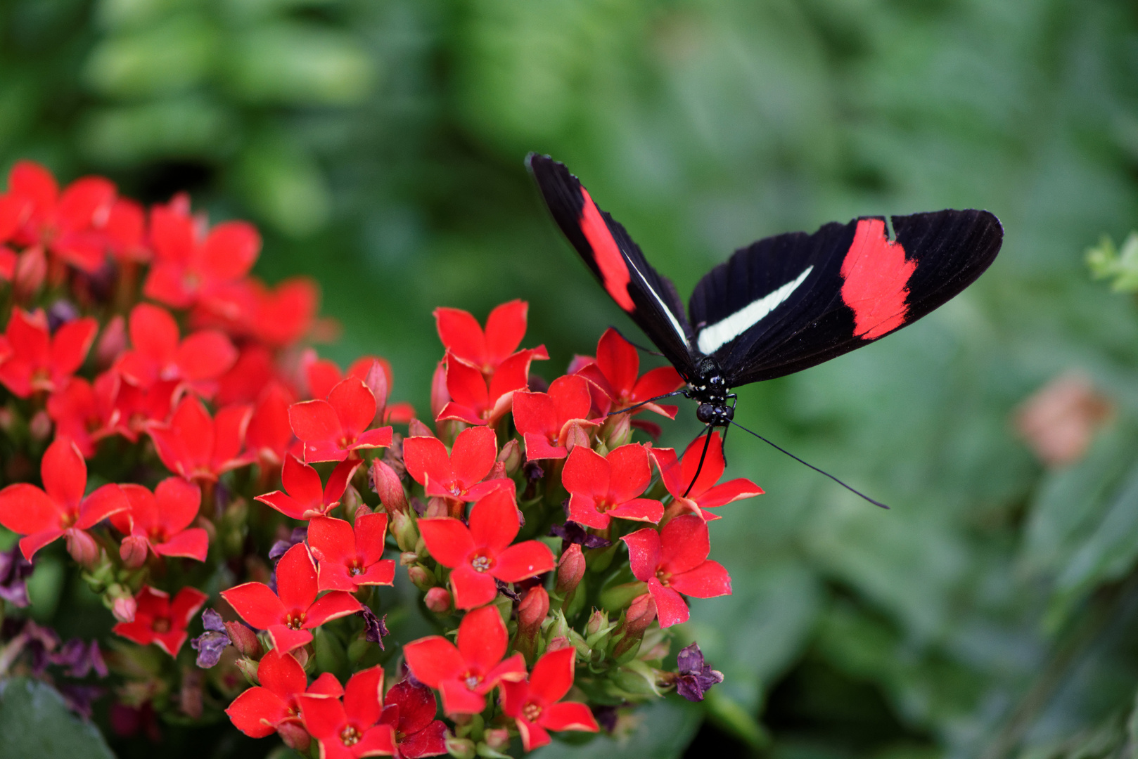 Noch ein schwarzer Schmetterling, diesmal mit roten Streifen (Passionsblumenfalter)
