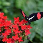 Noch ein schwarzer Schmetterling, diesmal mit roten Streifen (Passionsblumenfalter)