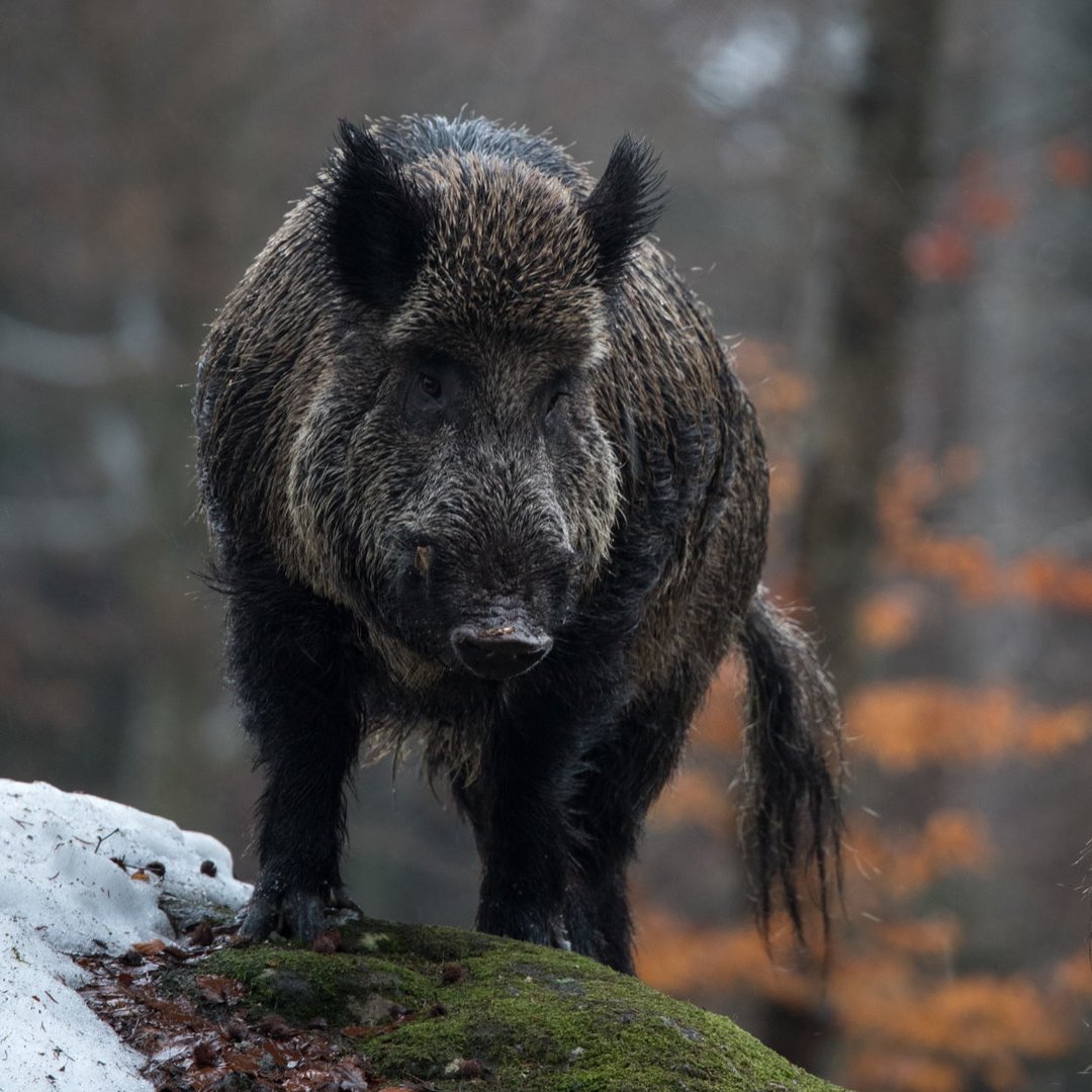 Noch ein Schwein