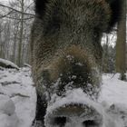 Noch ein Schwein....