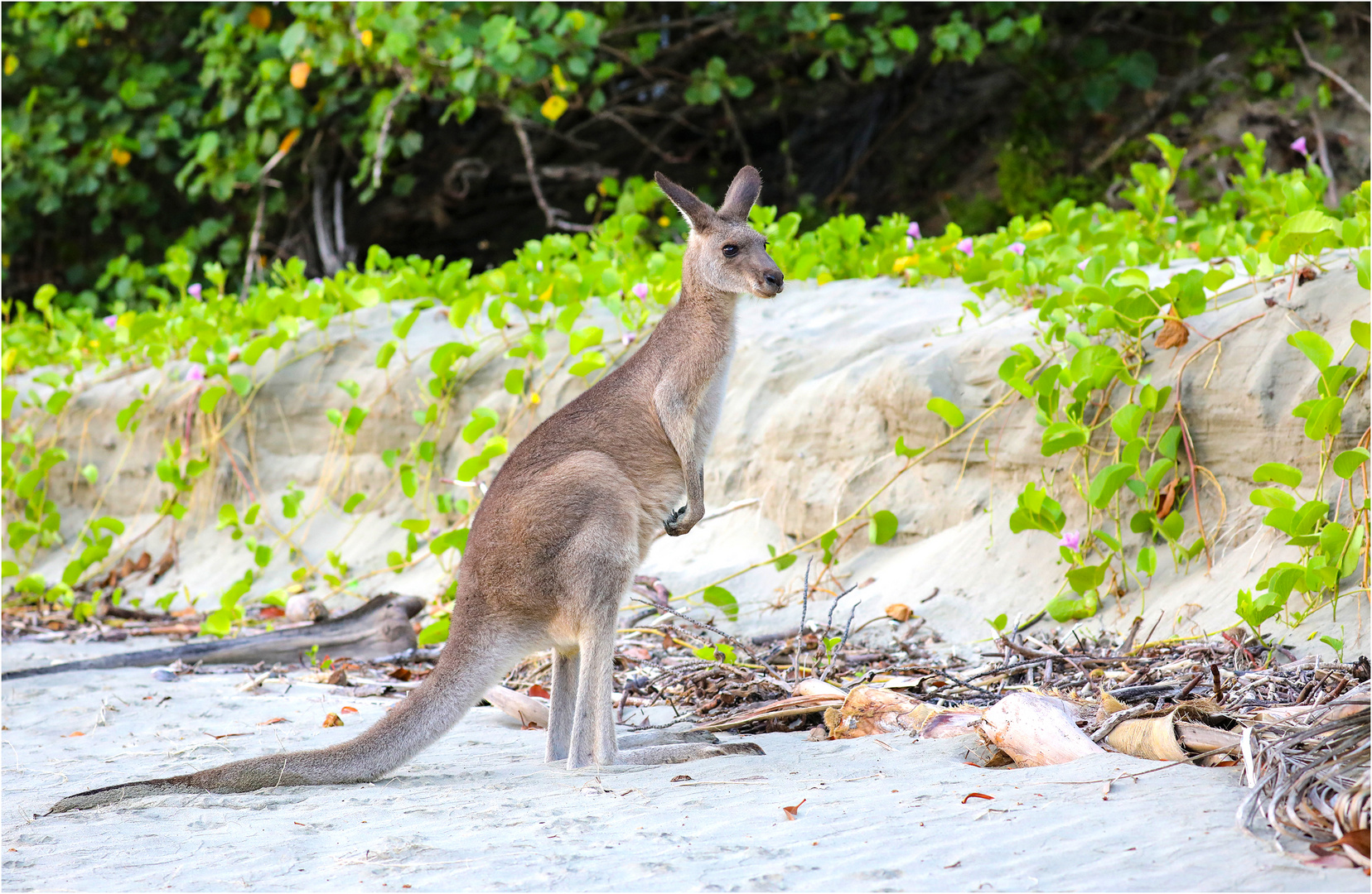 Noch ein Shoot, dann bin ich weg - Cape Hillsborough