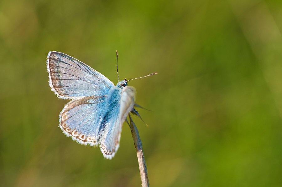 Noch ein Silbergrüner Bläuling (Polyommatus coridon)