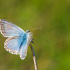 Noch ein Silbergrüner Bläuling (Polyommatus coridon)