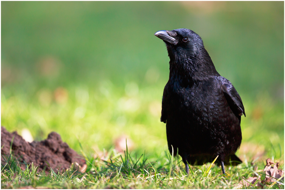 Noch ein Singvogel - ein sehr kluger sogar.