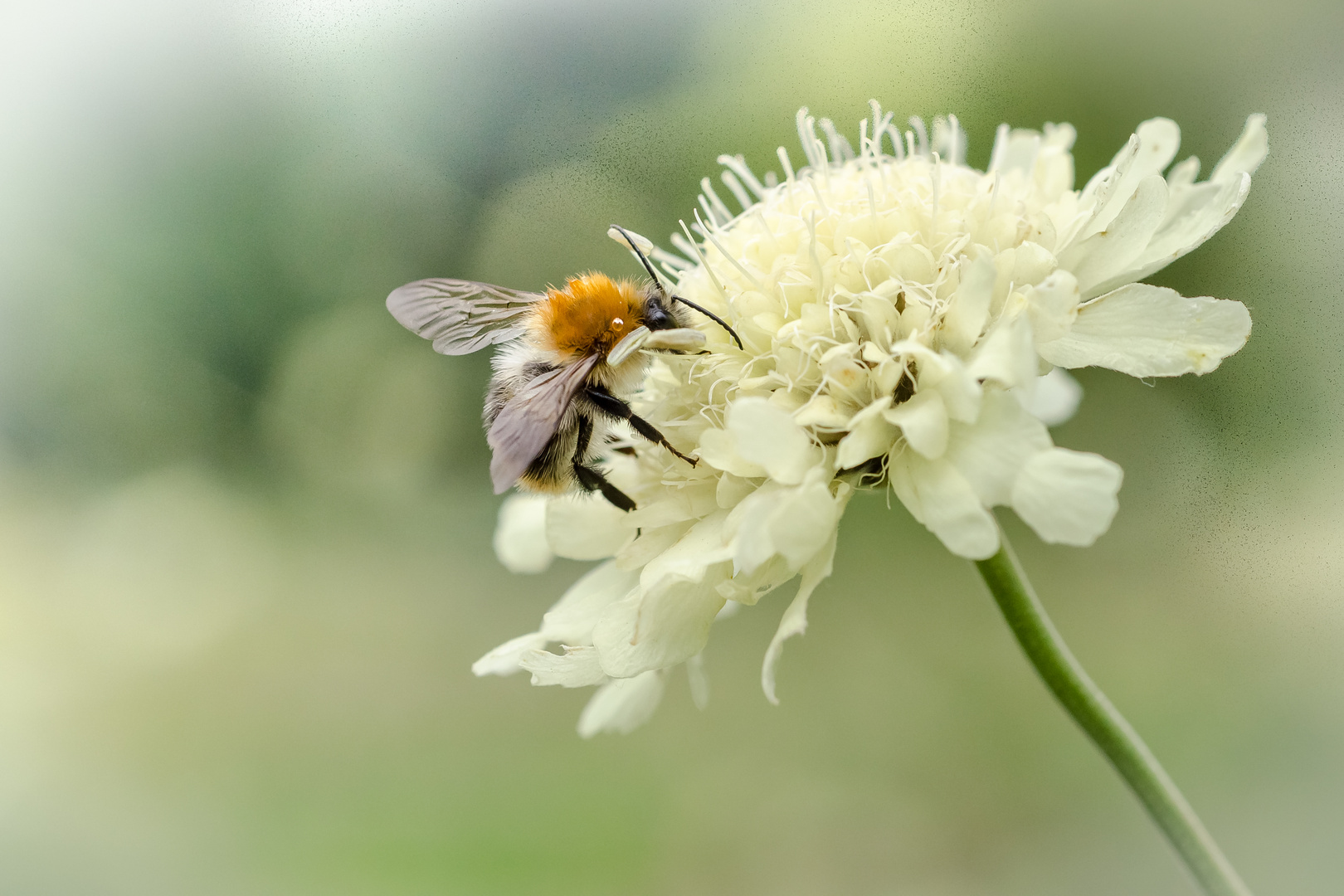 noch ein Sommerbienchen