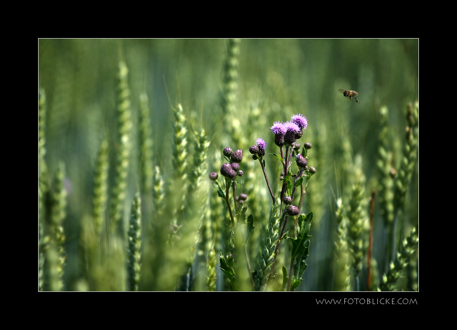 Noch ein Sommerfeld