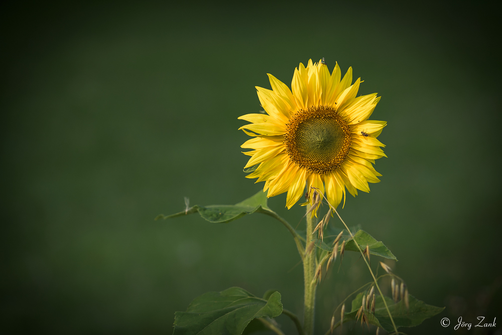 Noch ein Sonnenblümchen