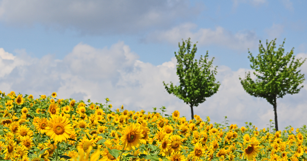 Noch ein Sonnenblumenbild.