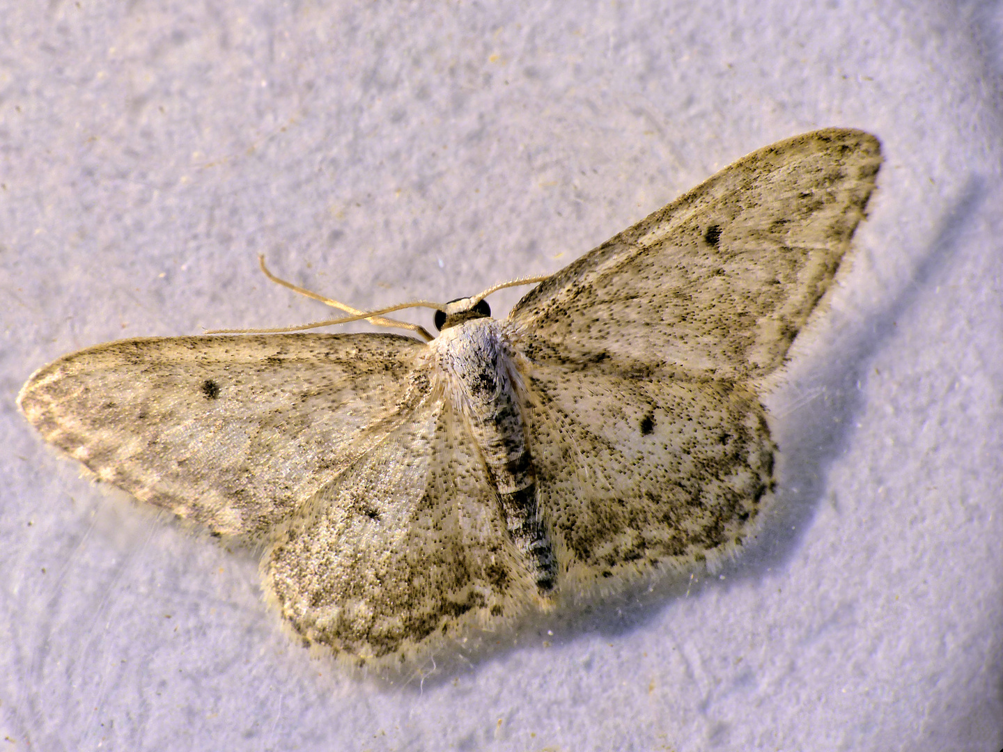 Noch ein Spanner - Idaea sp.