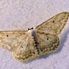 Noch ein Spanner - Idaea sp.