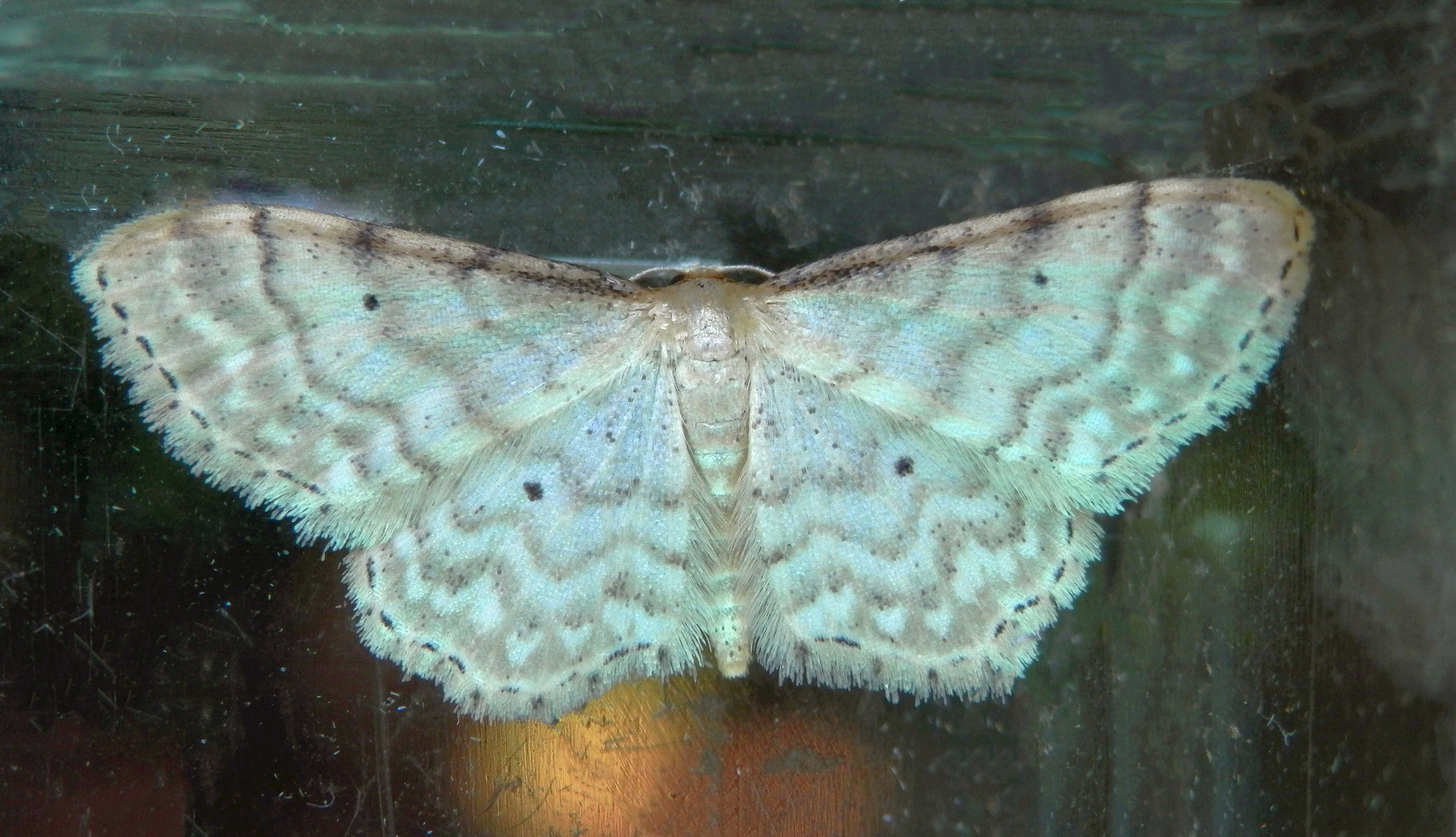 Noch ein Spanner (Idaea sp.) - Bestimmung steht noch aus