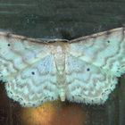 Noch ein Spanner (Idaea sp.) - Bestimmung steht noch aus