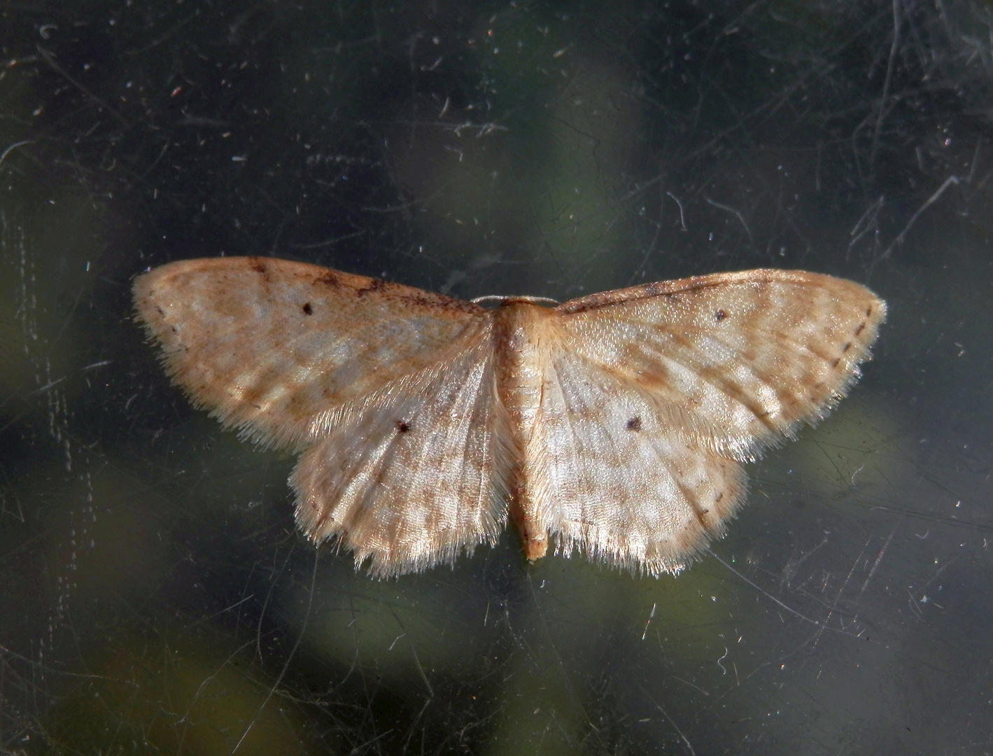 Noch ein Spanner (Idaea sp.) - Bestimmung steht noch aus