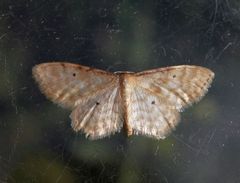 Noch ein Spanner (Idaea sp.) - Bestimmung steht noch aus