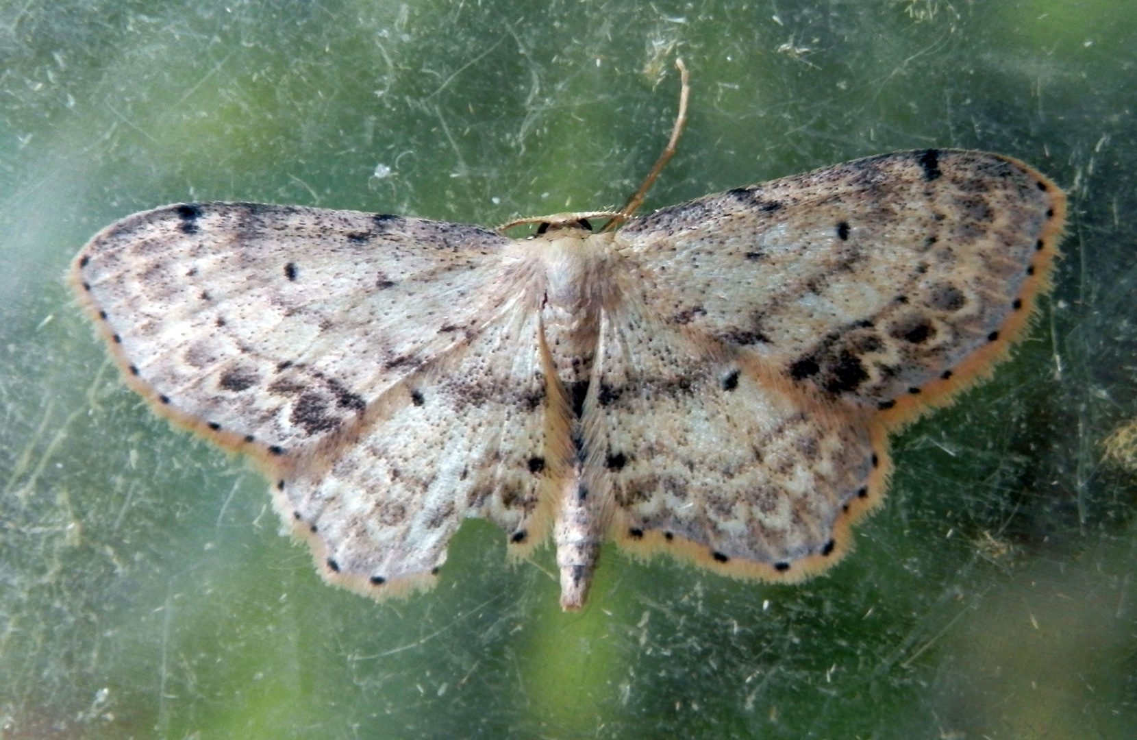 Noch ein Spanner (Idaea sp.) - Bestimmung steht noch aus