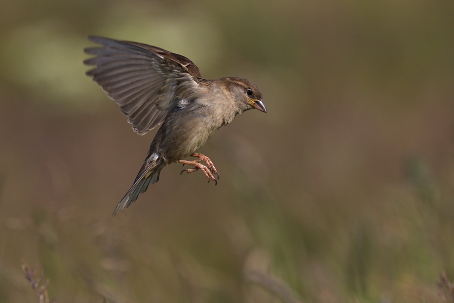 Noch ein Spatz