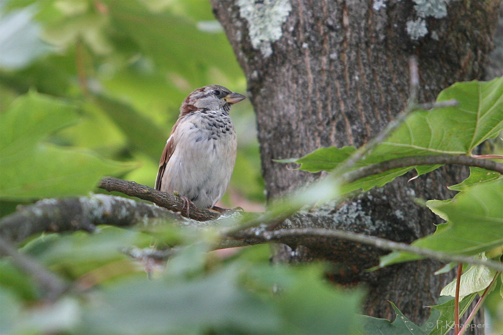 * noch ein Spatz *