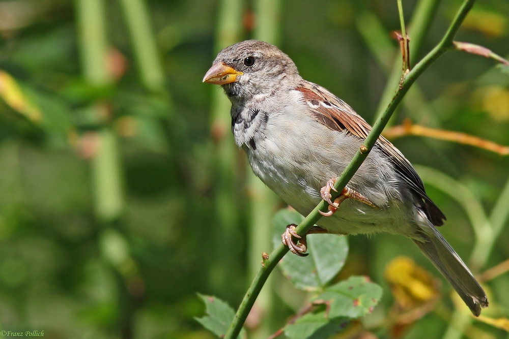 noch ein Spatz